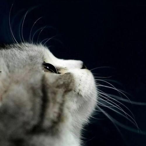 娱乐吃瓜酱猫,揭秘娱乐圈那些不为人知的幕后故事